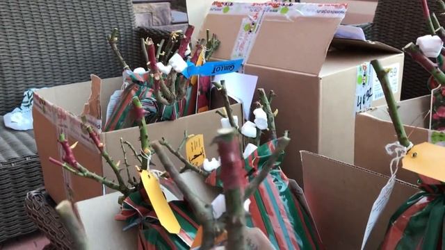 ИНТЕРНЕТ МАГАЗИН КУПИТЬ САЖЕНЦЫ РОЗ. ПОДВОРЬЕ. смотреть онлайн