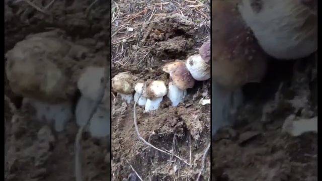 Чудо природы! Необычный сросток белых грибов! смотреть онлайн