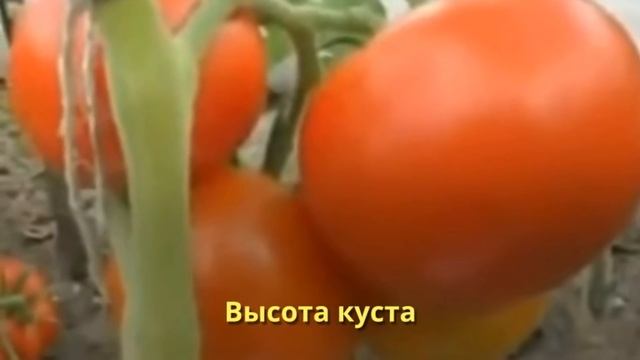 Очень ранние сорта для открытого грунта смотреть онлайн