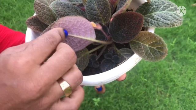 Beautiful epicia plant смотреть онлайн
