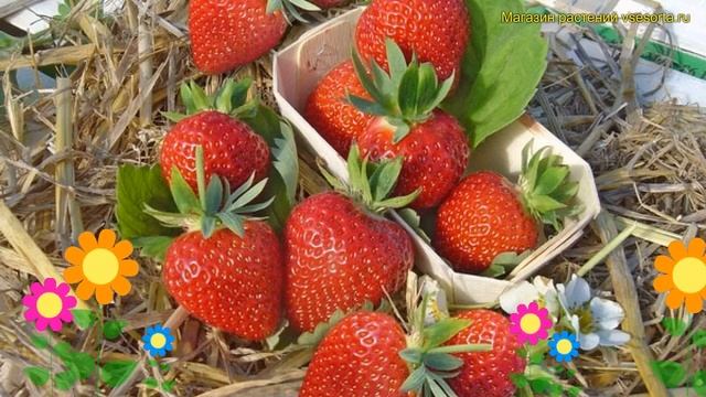 Земляника садовая Дарселект. Краткий обзор, описание характеристик fragaria ananassa смотреть онлайн