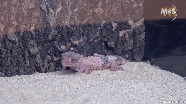 Knopfschwanzgeckos | Far East Nephrurus | China - Pet Fair Asia 2019 смотреть онлайн