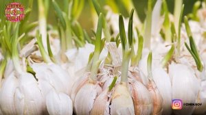 НЕ ПОКУПАЮ ЧЕСНОК - ДОМАШНЕГО ХВАТАЕТ ВЕСЬ ГОД! СЕКРЕТ ИДЕАЛЬНОЙ ГРЯДКИ НА ПОДОКОННИКЕ!