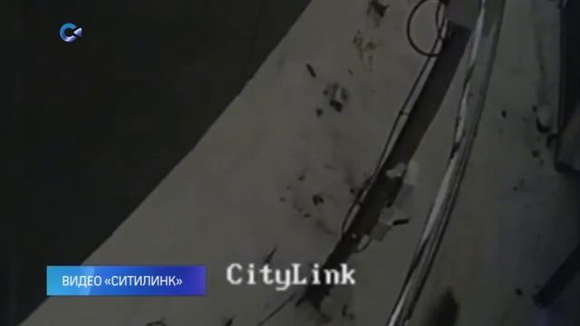 В Петрозаводске двух волков заметили рядом с жилыми домами смотреть онлайн