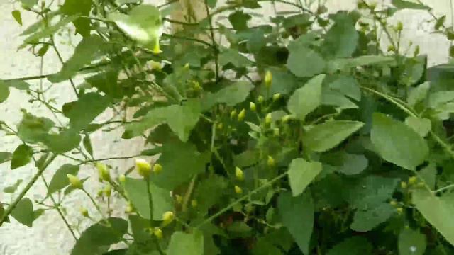 How do you make clematis grow faster? смотреть онлайн