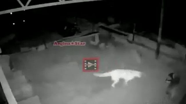 Кангал против волка смотреть онлайн