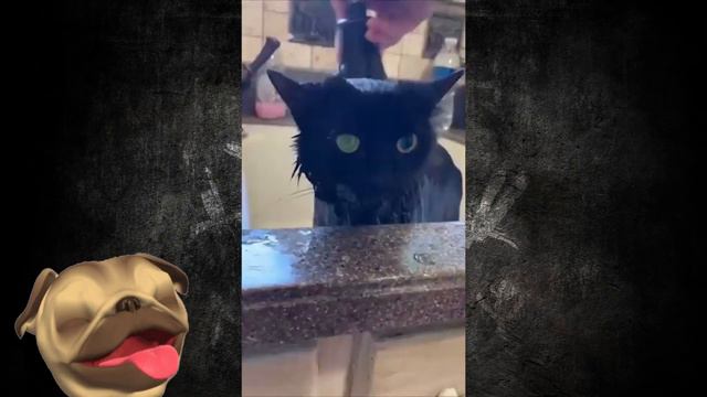🤣СМЕШНЫЕ СОБАЧКИ И ДРУГИЕ ЖИВОТНЫЕ😸Смешные Кошки Приколы с Кошками собаками #24 Funny cats video смотреть онлайн