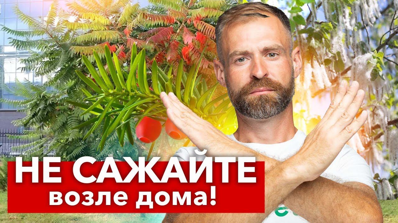 КАКИЕ ДЕРЕВЬЯ НЕЛЬЗЯ САЖАТЬ РЯДОМ С ДОМОМ? 7 деревьев, от которых лучше избавиться и не высаживать смотреть онлайн