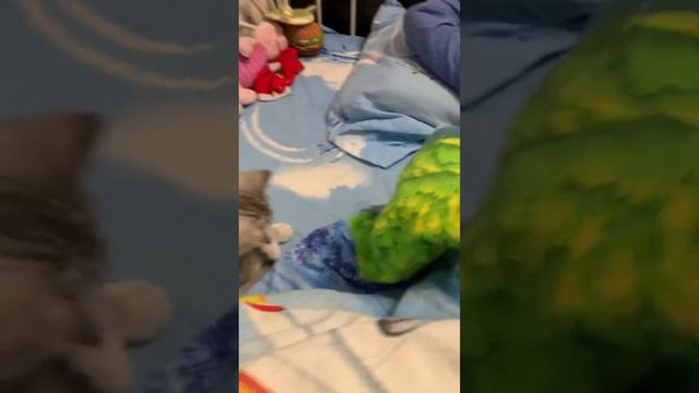 Моя кошка впервые спит у меня дома смотреть онлайн