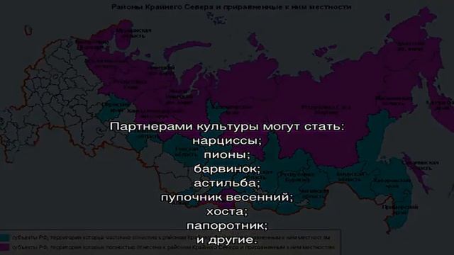 Посадка и уход в открытом грунте за раннецветущей многолетней примулой смотреть онлайн