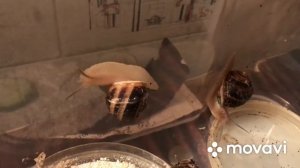 Виноградные улитки Мюллер. Поживаем хорошо!!