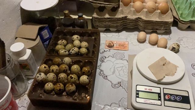 Ответ на Вопросы//Что интересного в маленьком перепелином яйце//Купить инкуб яйцо перепела и кур смотреть онлайн