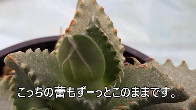 四海波　Faucaria tigrina　2023 01 04 смотреть онлайн