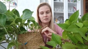 СЦИНДАПСУС и ЭПИПРЕМНУМ/Мой УХОД за растениями