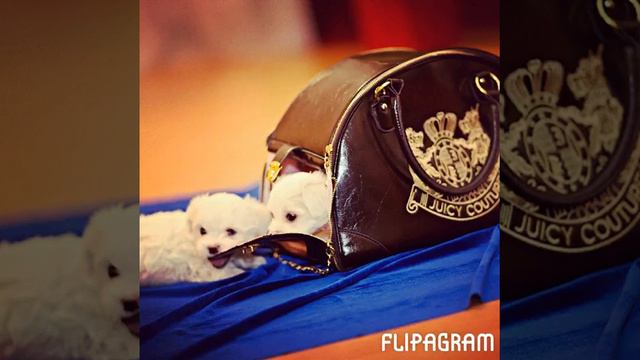 Щенки мальтезе смотреть онлайн