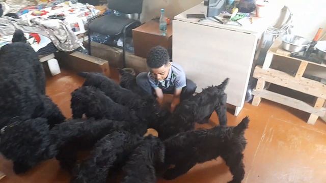 Чёрный Терьер и Джони Ванга Жил Был Кинолог Моя Жизнь Кино Музей Псов смотреть онлайн