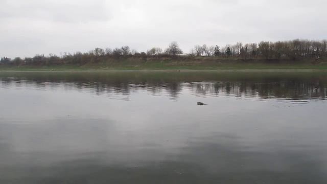 Игра рыбы перед дождем. MVI_1089.MOV смотреть онлайн