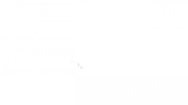 Чайки над Заливом