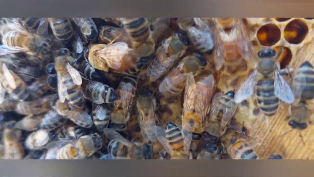 СУШЬ ДЛЯ МАГАЗИНА, ЗОЛОТОЙ ТРУТЕНЬ смотреть онлайн