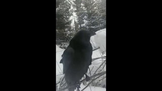 Как Черный Ворон чихает на весь Лес | Ворон Кеша смотреть онлайн