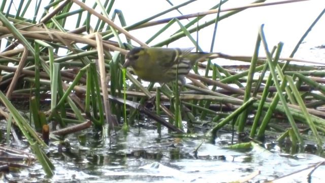 Чиж. ( Carduelis spinus ) смотреть онлайн