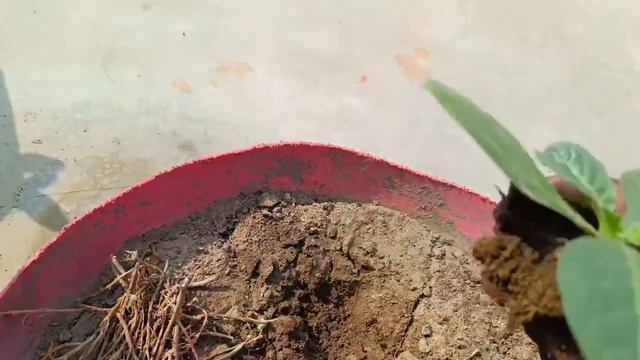 Transfer Petunia Seedlings To Pot Without Any Root Damage | Gardening Hack