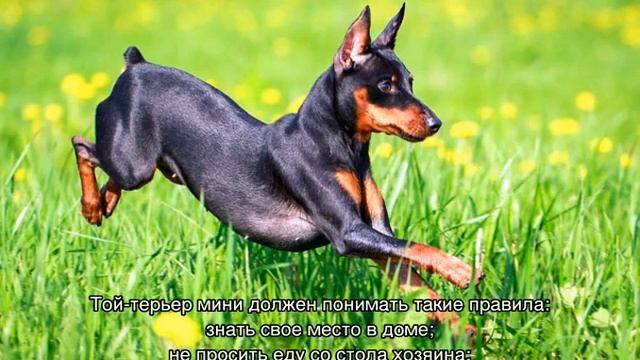 Той терьер мини (карликовый): описание породы смотреть онлайн