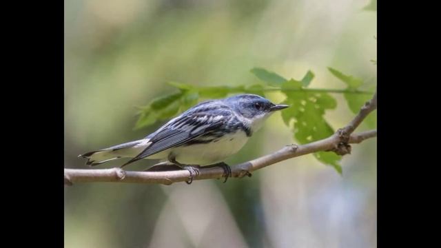 Пение голубого лесного певуна ?? смотреть онлайн