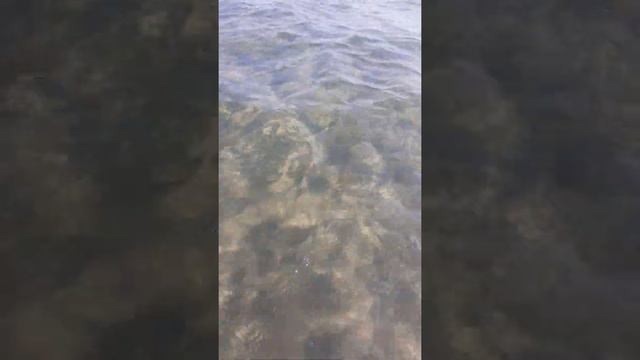 можно смотреть и слушать море вечно смотреть онлайн