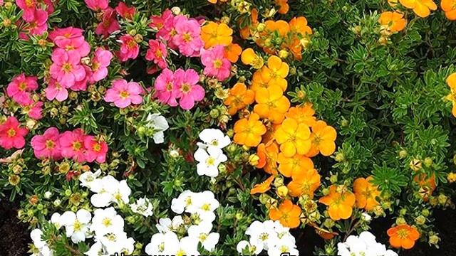 Лапчатка — виды и сорта растения, характеристики