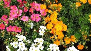 Лапчатка — виды и сорта растения, характеристики