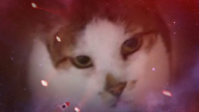 Mission of Cats Kindness смотреть онлайн