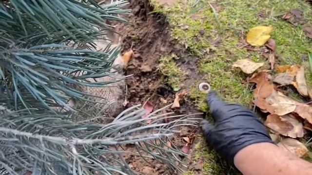 Пихта в саду ? какие пихты растут у меня ?