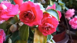 Уход за Бальзамином в домашних условиях.Подробная информация.