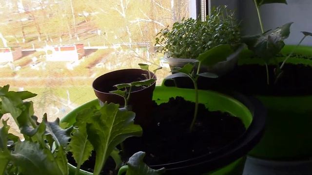 Строймарафон