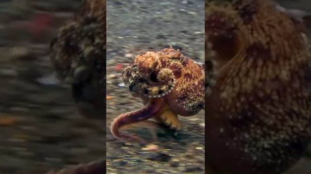 Осьминоги умеют ходить по морскому дну смотреть онлайн