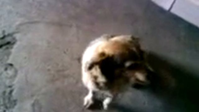улыбчивая собака).3GP смотреть онлайн