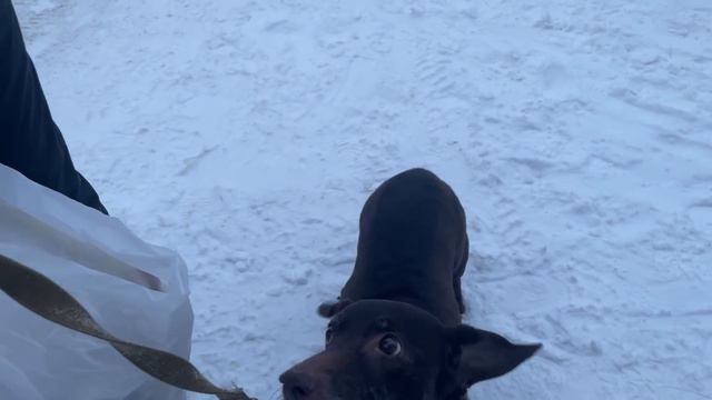 Спасение животных/ Кошечка Ириска обрела дом/ А вот такс Малыш остался один смотреть онлайн