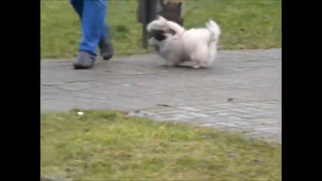 Zolotoy Krokus Klim 5 m. смотреть онлайн