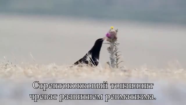 Тонзиллит причины воспаления, симптомы, лечение  — Статья