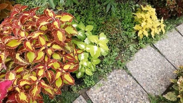 Колеусы 2022 с комментариями