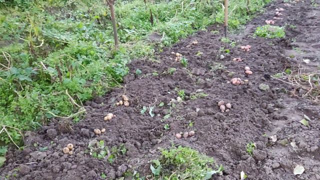 Картофельный квест продолжается. Уборка картошки на проекте Суворова. Сорт Колобок хорош. 17092023.