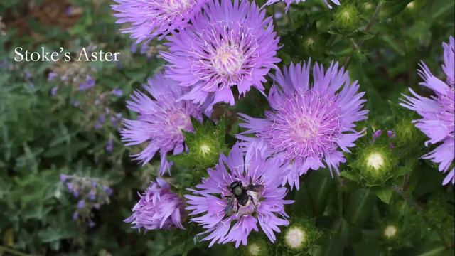 Landscaping For Wildlife With Native Plants With Debbie Roos