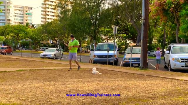 3 Year Old Coton De Tulear 