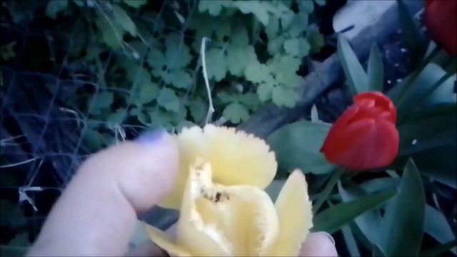 Весенняя красота , как же прекрасно... Декорация двора начинается... смотреть онлайн