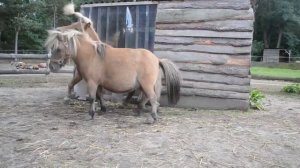 mini_horse natural_mating pony