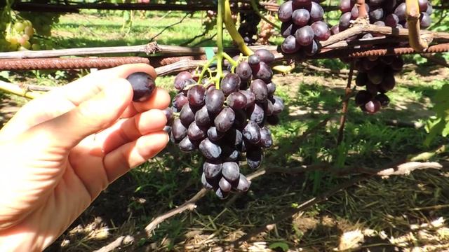 Виноград "Забава" смотреть онлайн