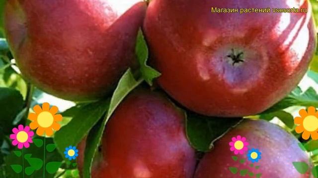 Яблоня домашняя Лобо. Краткий обзор, описание характеристик, где купить саженцы malus domestica смотреть онлайн