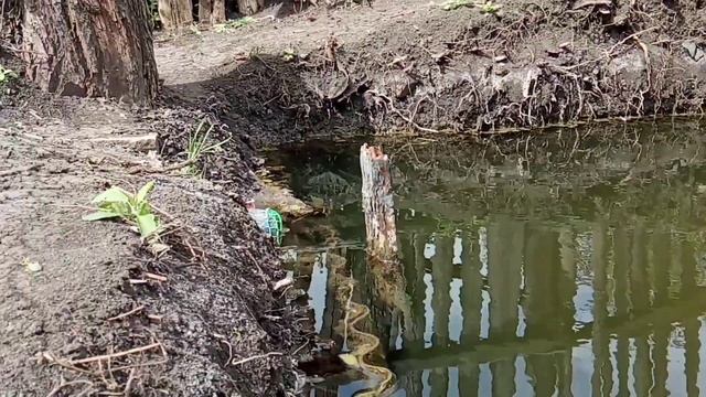 Пруд для разведения рыбы своими ✋.место супер...