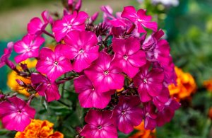 Флокс РЕЛАКС ТЕРАПИЯ ИМПРОВИЗАЦИЯ композитор Виктор Анохин #instrumentalmusic #музыка #piano #цветы